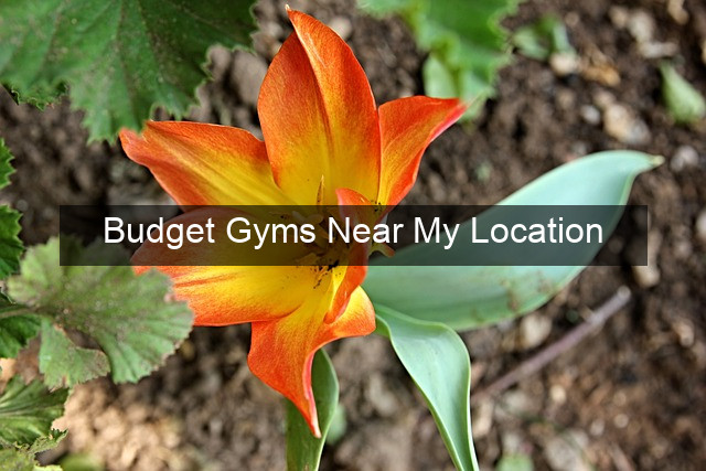 Budget Gyms Near My Location