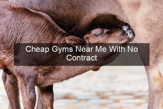 Cheap Gyms Near Me With No Contract